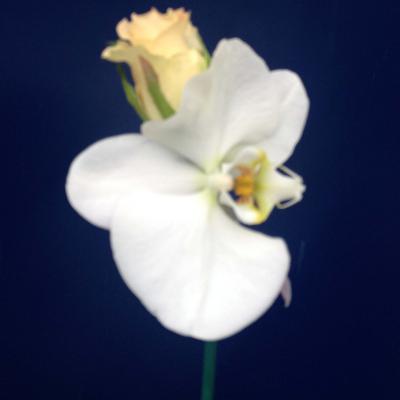 Réf: 4135 Boutonnière