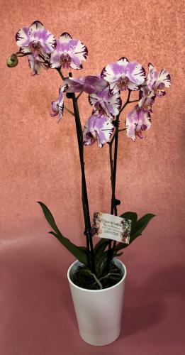 Réf:3010 Pôt d'orchidées