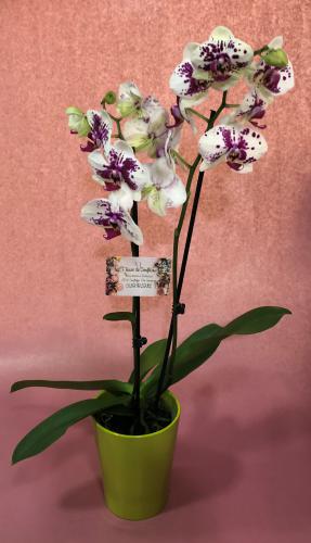 Réf:3012 Pôt d'orchidées